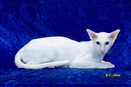 Jonny Blue eyed White Oriental Shorthair