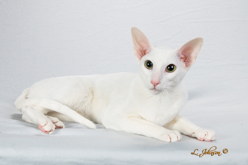 Princess green eyed white oriental shorthair